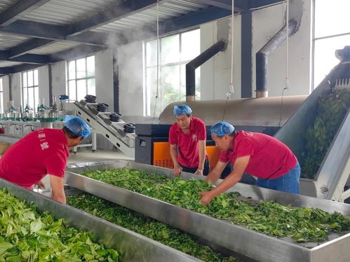 滬滇協(xié)作結(jié)碩果 加工廠助力鄉(xiāng)村振興